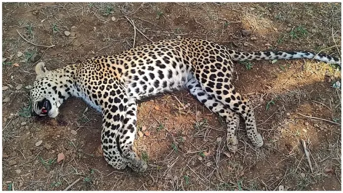 cheetah