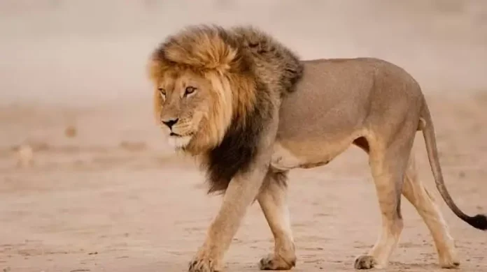 Lion Lahore