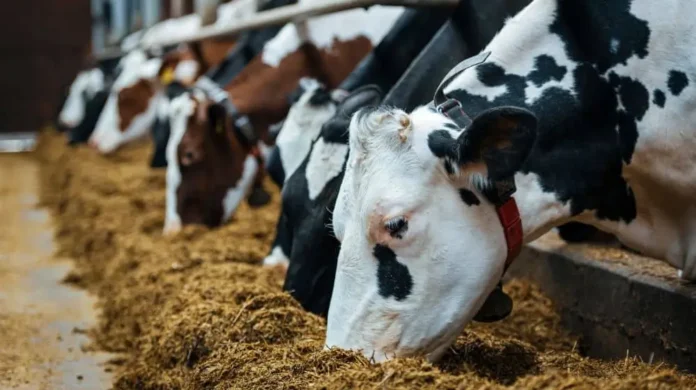 livestock